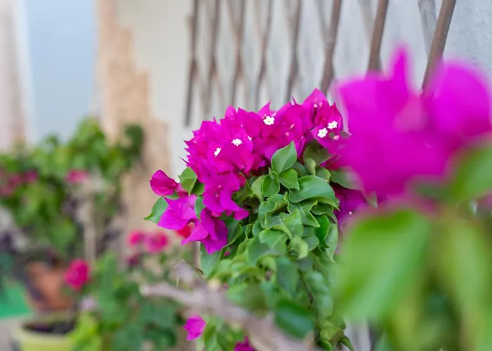 2k Cozy House * Neo Epivates