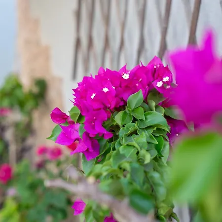 2k Cozy House * 네오이 에피바타이